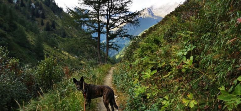 Pies na smyczy idący po bezpiecznym szlaku w Wysokich Taurach.